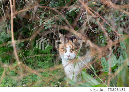 睨む猫　三毛猫 75803181
