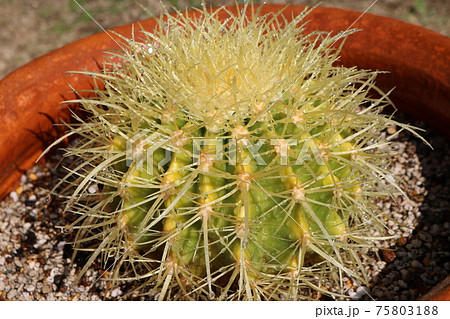 キンシャチ 多肉植物 サボテン 植え替え 趣味 キンシャチ 多肉植物 サボテン 植え替え 趣味 75803188