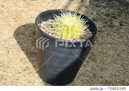 キンシャチ 多肉植物 サボテン 植え替え 趣味 キンシャチ 多肉植物 サボテン 植え替え 趣味 75803190