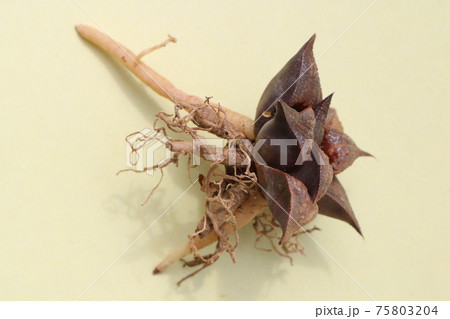 多肉植物 サボテン 植え替え 趣味 多肉植物 サボテン 植え替え 趣味 75803204
