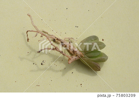 多肉植物　サボテン　植え替え　趣味 75803209