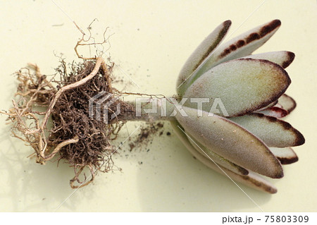 多肉植物　サボテン　植え替え　趣味 75803309