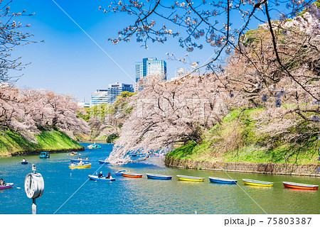 東京　桜満開の千鳥ヶ淵 75803387