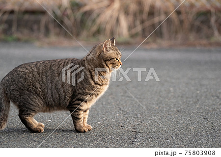 短足な猫 キジトラ猫の写真素材