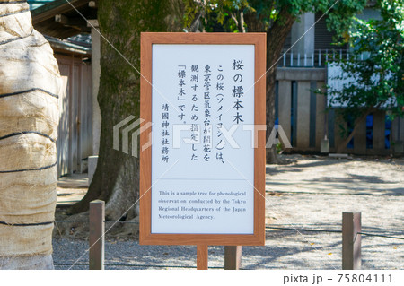 靖国神社　桜の標本木 75804111