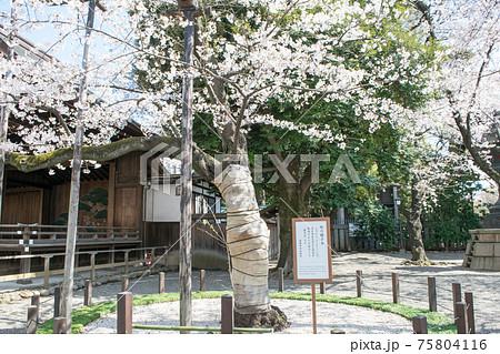 靖国神社　桜の標本木　満開の桜 75804116