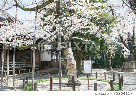 靖国神社 桜の標本木 満開の桜 靖国神社 桜の標本木 満開の桜 75804117