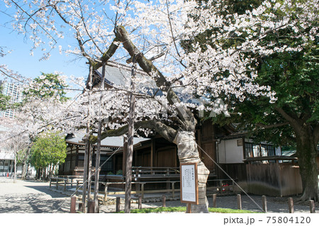 靖国神社　桜の標本木　満開の桜 75804120