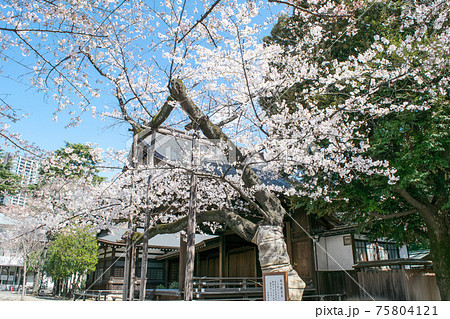 靖国神社 桜の標本木 満開の桜 靖国神社 桜の標本木 満開の桜 75804121