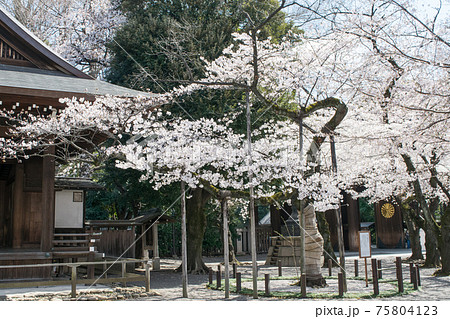 靖国神社　桜の標本木　満開の桜 75804123