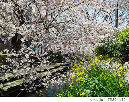 宿河原堤桜並木 宿河原堤桜並木 75804152