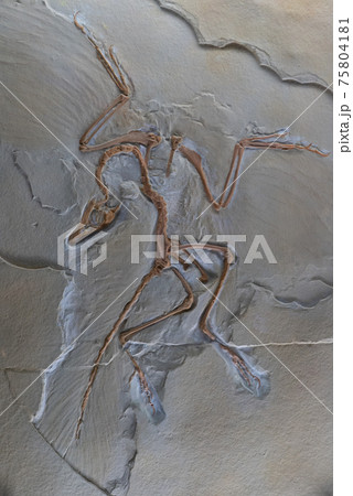 恐竜の化石 75804181