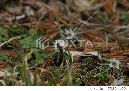 八重咲の節分草の蜜を吸う二ホンミツバチ 75804190