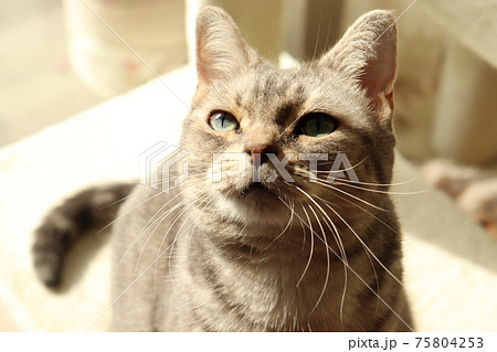 集中した表情で見上げる猫のアメリカンショートヘアブルータビーの写真素材