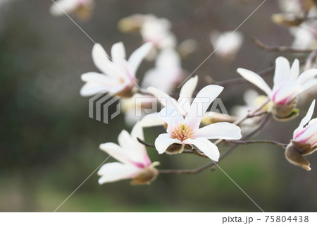 コブシの花 75804438