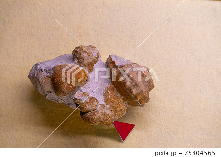 アンモナイトの化石 75804565