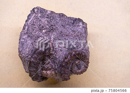 アンモナイトの化石 75804566