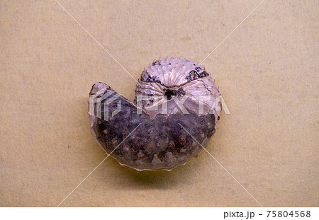 アンモナイトの化石 75804568