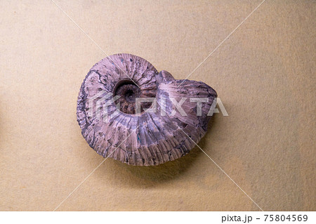 アンモナイトの化石 75804569