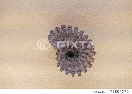 アンモナイトの化石 75804570