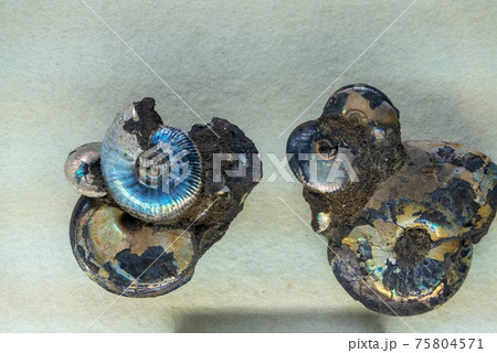 アンモナイトの化石 75804571