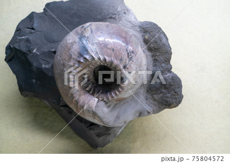 アンモナイトの化石 75804572