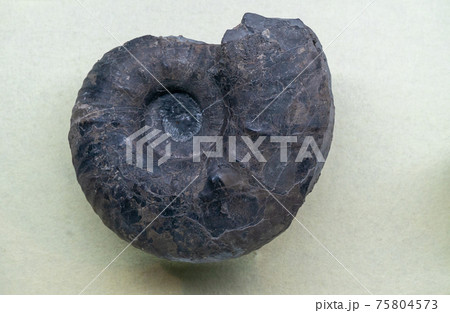 アンモナイトの化石 75804573