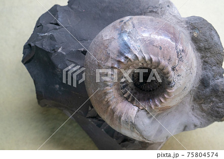 アンモナイトの化石 75804574