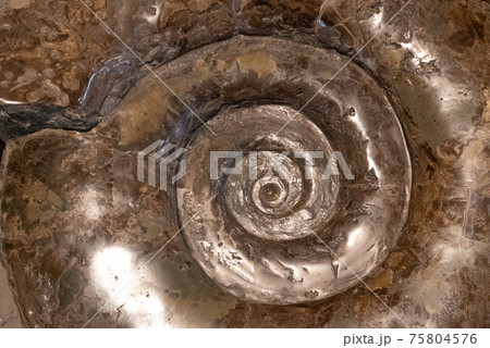 アンモナイトの化石 75804576