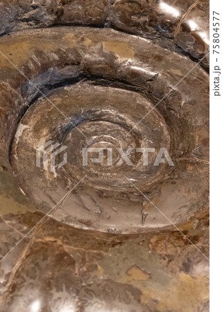 アンモナイトの化石 75804577