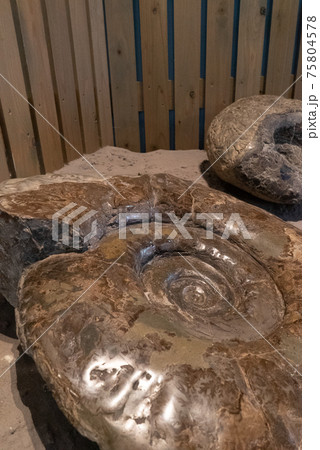 アンモナイトの化石 75804578