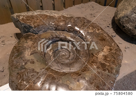 アンモナイトの化石 75804580