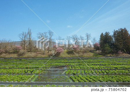 大王わさび農場の春 75804702