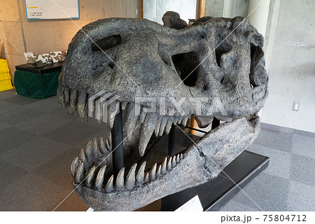 ティラノサウルスの化石のレプリカの写真素材 [75804712] - PIXTA