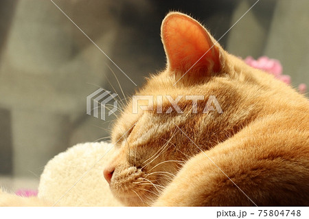 日差しを受けて寝る美しい毛並みの猫アメリカンショートヘアレッドタビーの写真素材