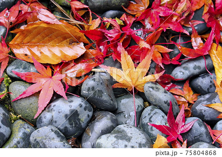 落葉 75804868