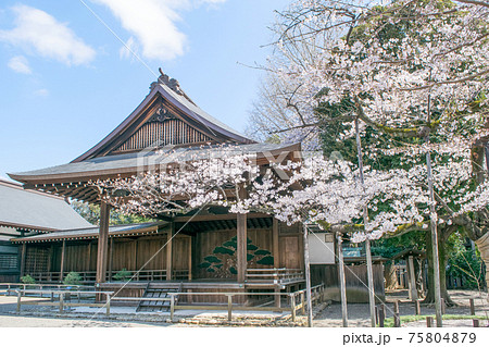 靖国神社 桜の標本木 満開の桜 靖国神社 桜の標本木 満開の桜 75804879