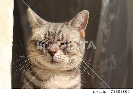 眉間にしわを寄せて眩しそうな猫アメリカンショートヘアブルータビーの写真素材