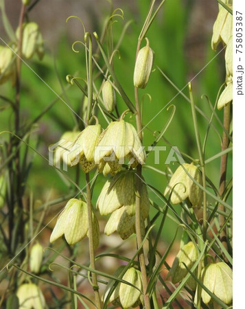 薄緑色の花「バイモユリ」 薄緑色の花「バイモユリ」 75805387