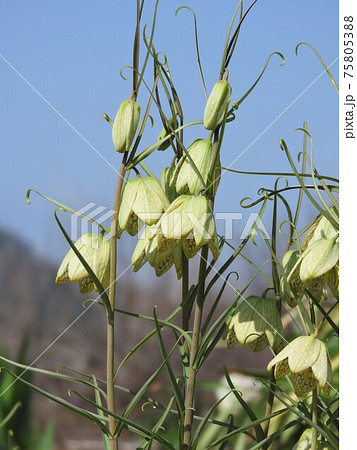 薄緑色の花「バイモユリ」 75805388