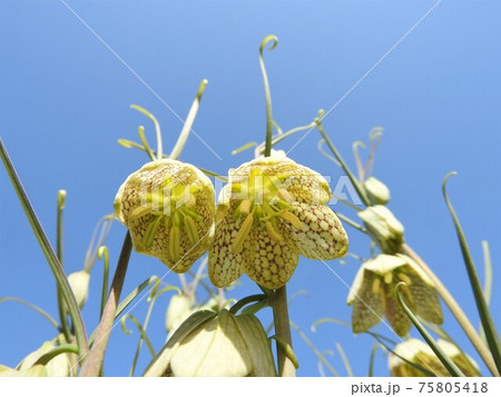 薄緑色の花「バイモユリ」 薄緑色の花「バイモユリ」 75805418