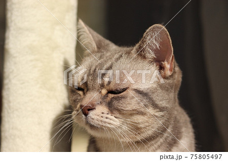 目つきの悪い猫アメリカンショートヘアブルータビーの写真素材