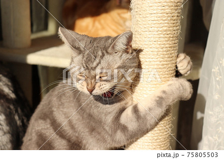 遊びに夢中で変顔になる猫アメリカンショートヘアブルータビーの写真素材