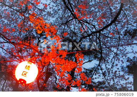 自宅近くの公園で夜桜を 75806019