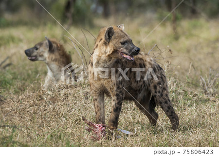 Hyena eating, Africa Hyena eating, Africa 75806423