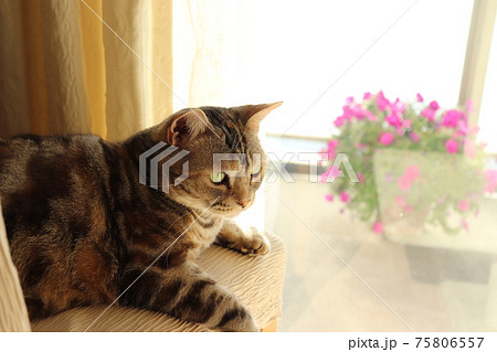 日向ぼっこしながらぼーっとする猫アメリカンショートヘアシルバーパッチドタビー 75806557