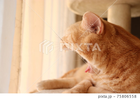 大きな口を開けてあくびする猫の横顔アメリカンショートヘアレッドタビー 75806558