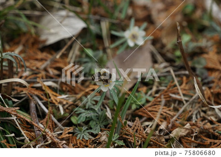 節分草の蜜を吸う二ホンミツバチ 節分草の蜜を吸う二ホンミツバチ 75806680