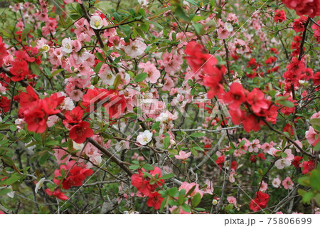 木瓜 ・・-・・~Bokeh flower~・・-・・ 木瓜 ・・-・・~Bokeh flower~・・-・・ 75806699