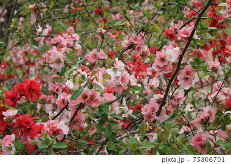 木瓜 ・・-・・~Bokeh flower~・・-・・ 木瓜 ・・-・・~Bokeh flower~・・-・・ 75806701